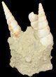 Beautiful Fossil Turritella Cluster - France #47964-1